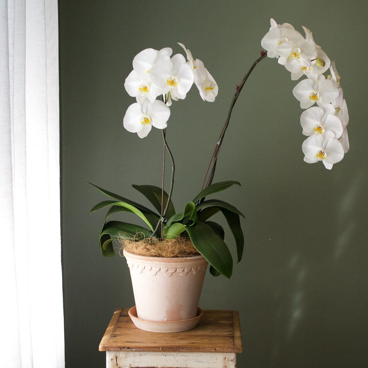 Phalaenopsis in Berg Kobenhavner Pot Hampers Brookfield Gardens