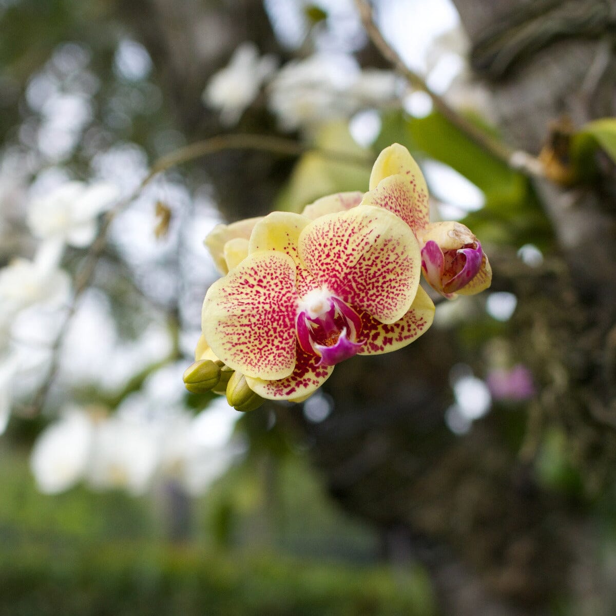 Phalaenopsis Orchid Brookfield Gardens