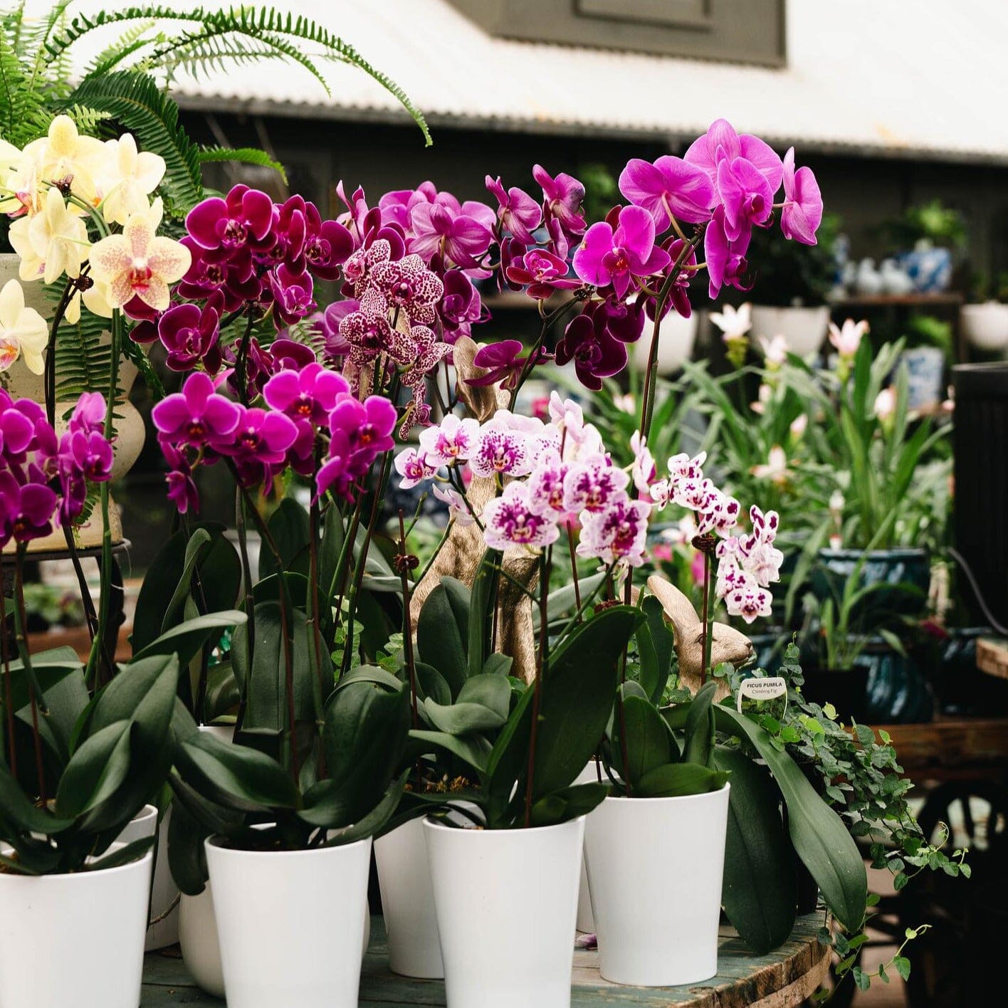 Phalaenopsis Orchid Brookfield Gardens