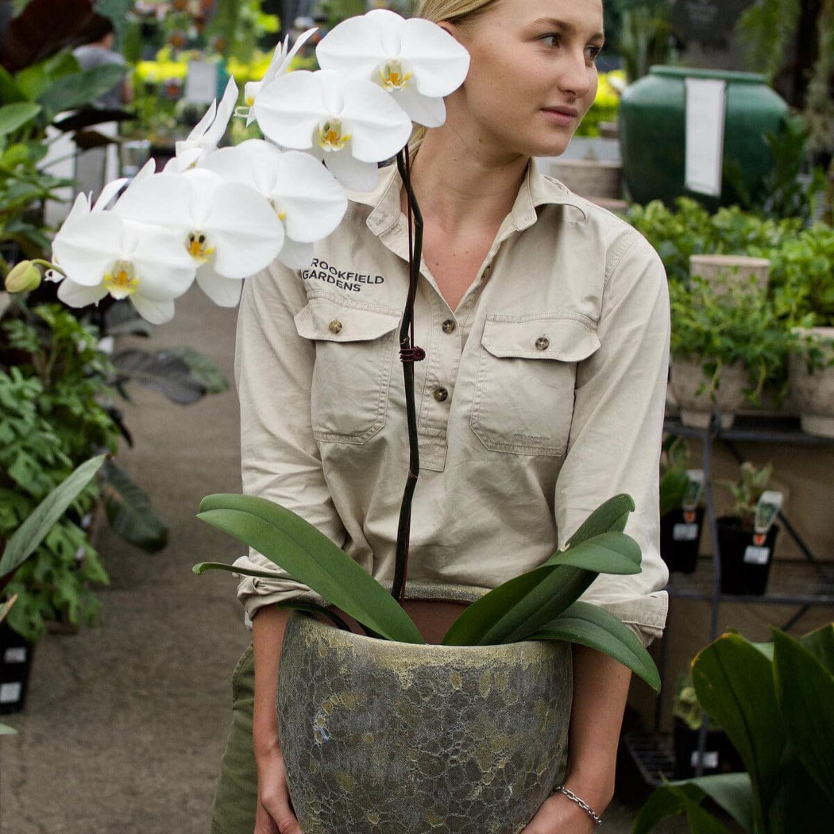 Phalaenopsis Orchid Brookfield Gardens