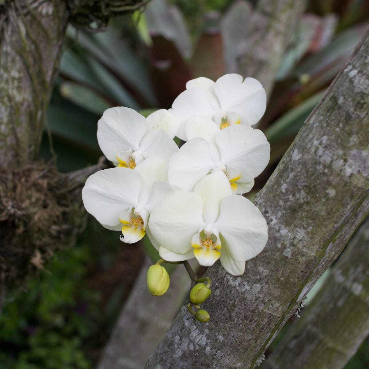 Phalaenopsis Orchid Brookfield Gardens