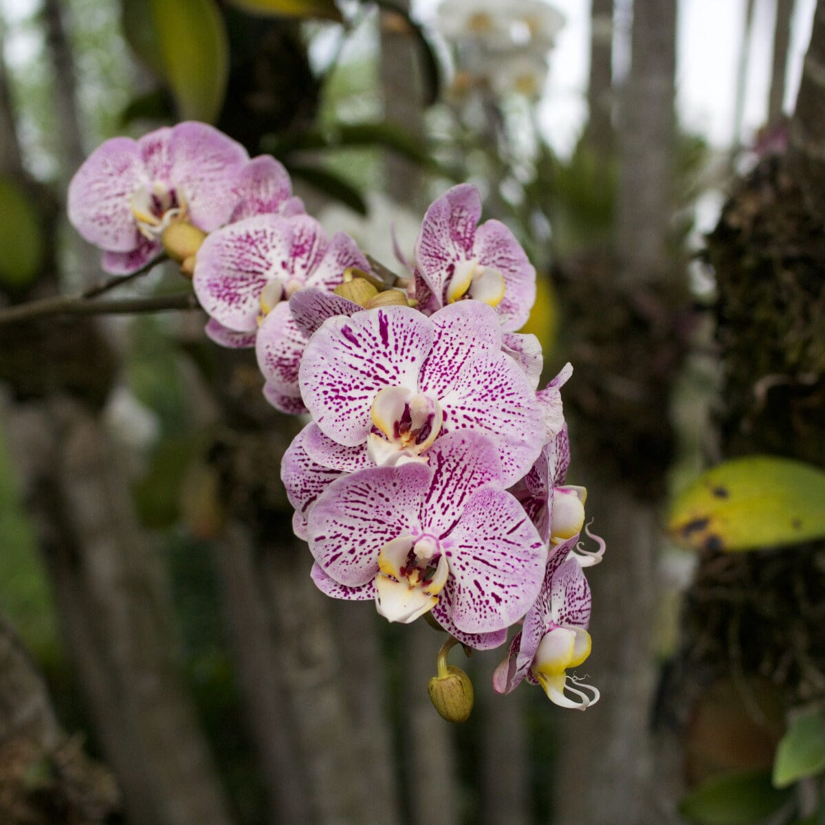 Phalaenopsis Orchid Brookfield Gardens