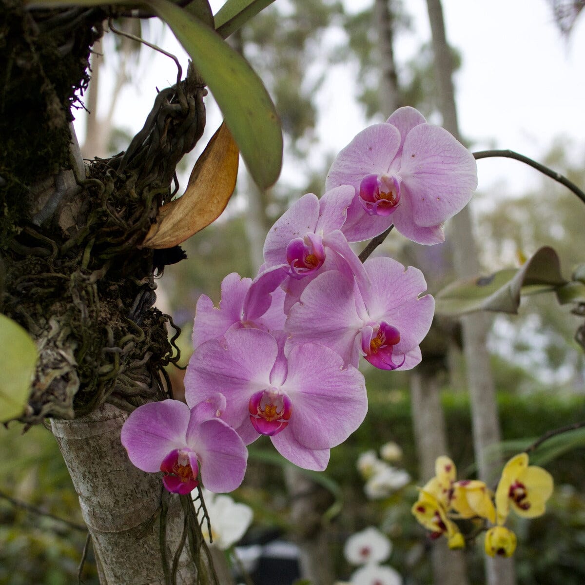 Phalaenopsis Orchid Brookfield Gardens