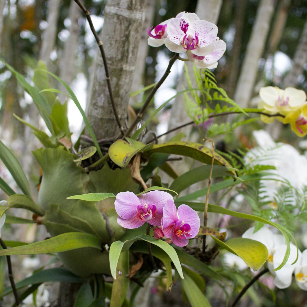 Phalaenopsis Orchid Brookfield Gardens
