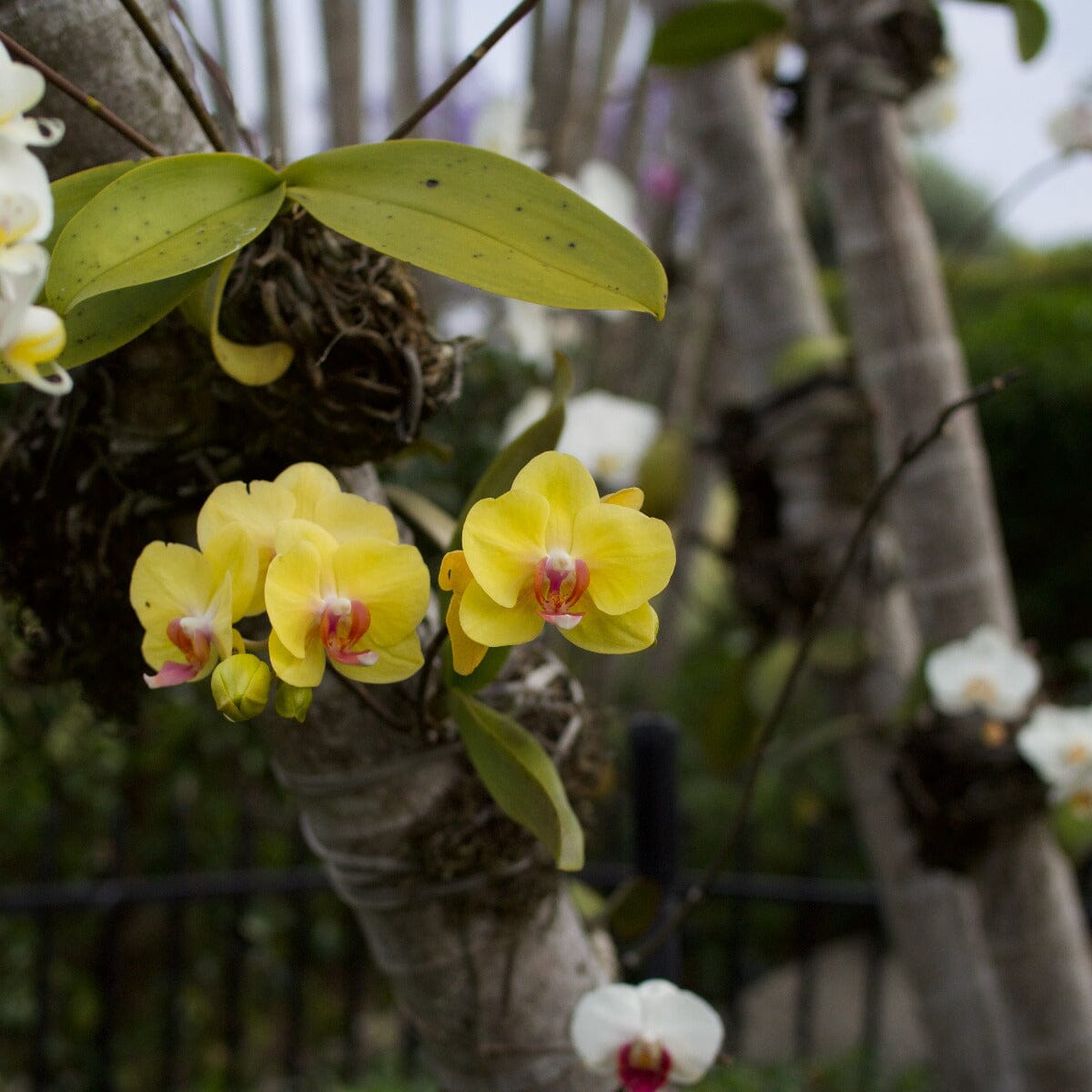 Phalaenopsis Orchid Brookfield Gardens