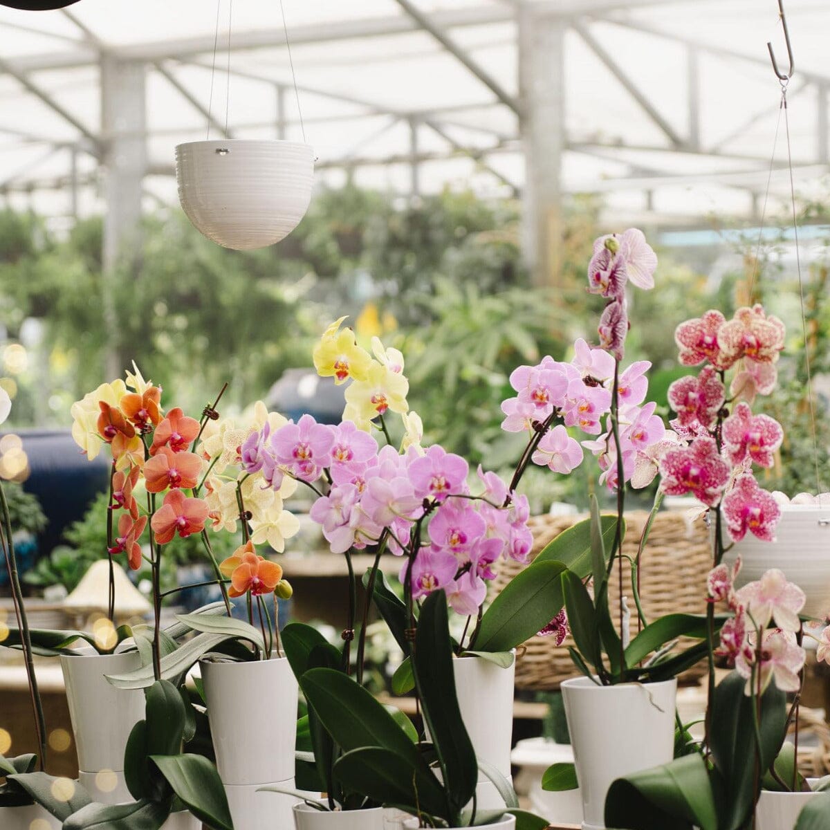 Phalaenopsis Orchid Brookfield Gardens