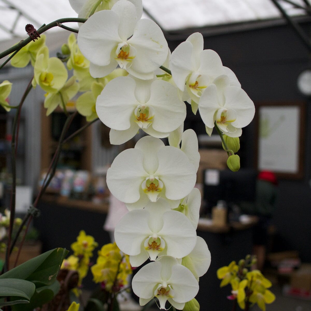 Phalaenopsis Orchid Brookfield Gardens
