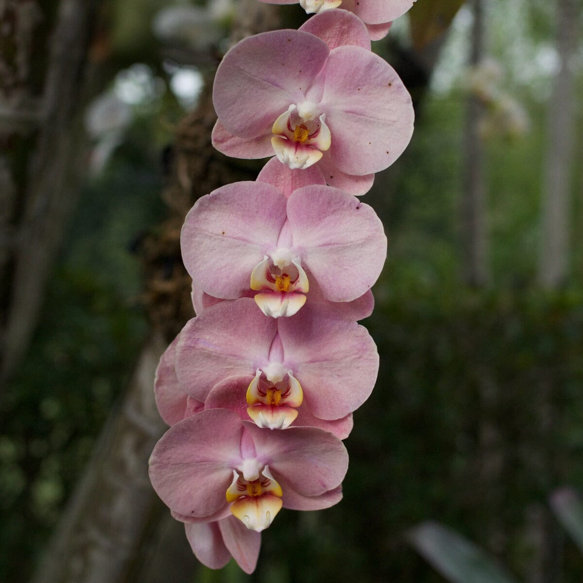 Phalaenopsis Orchid Brookfield Gardens