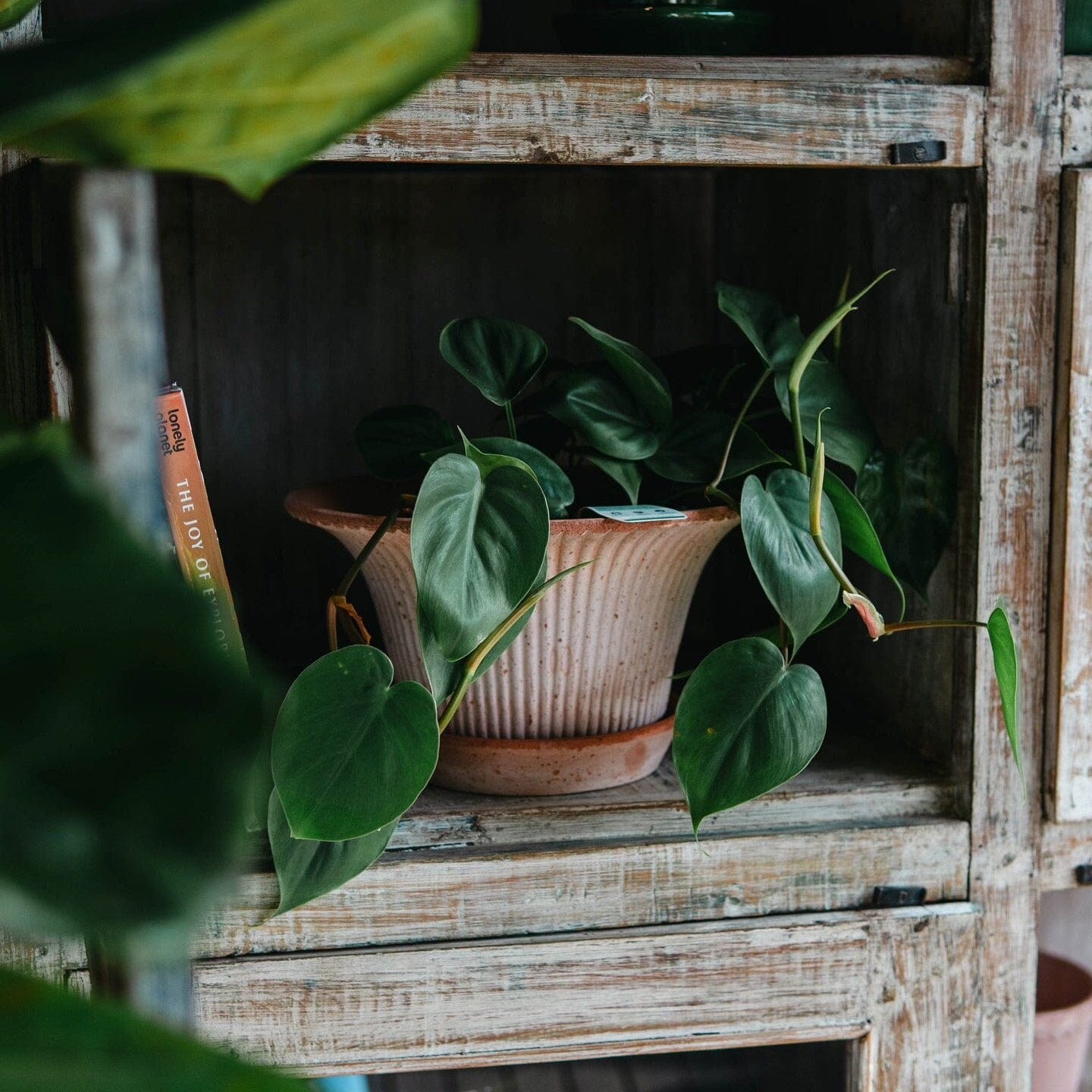 philodendron cordatum totem Philodendron cordatum