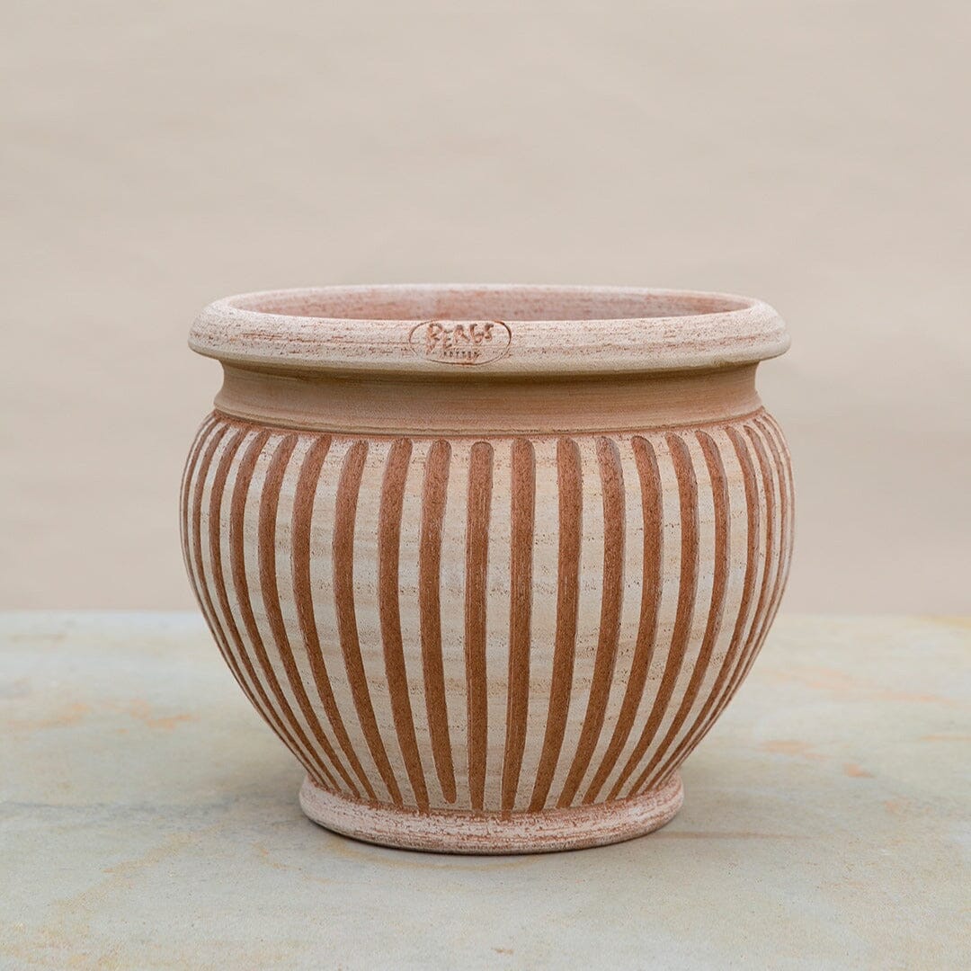 Piccolina Rosa Pots - Berg Brookfield Gardens