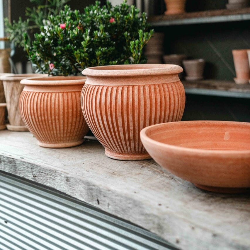 Piccolina Rosa Pots - Berg Brookfield Gardens