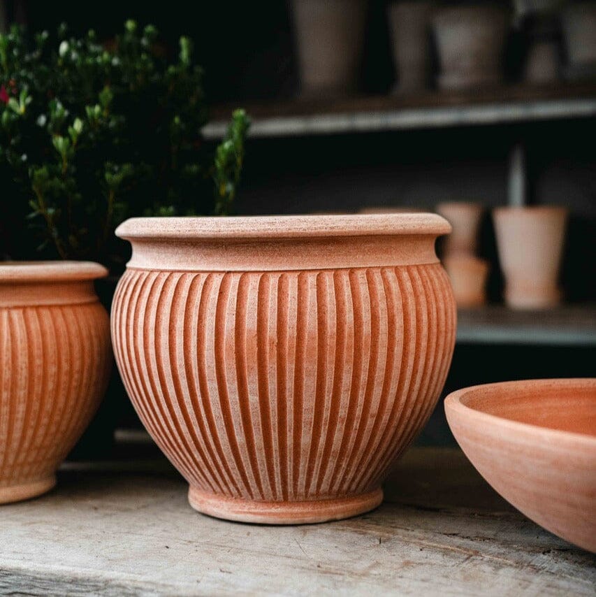 Piccolina Rosa Pots - Berg Brookfield Gardens