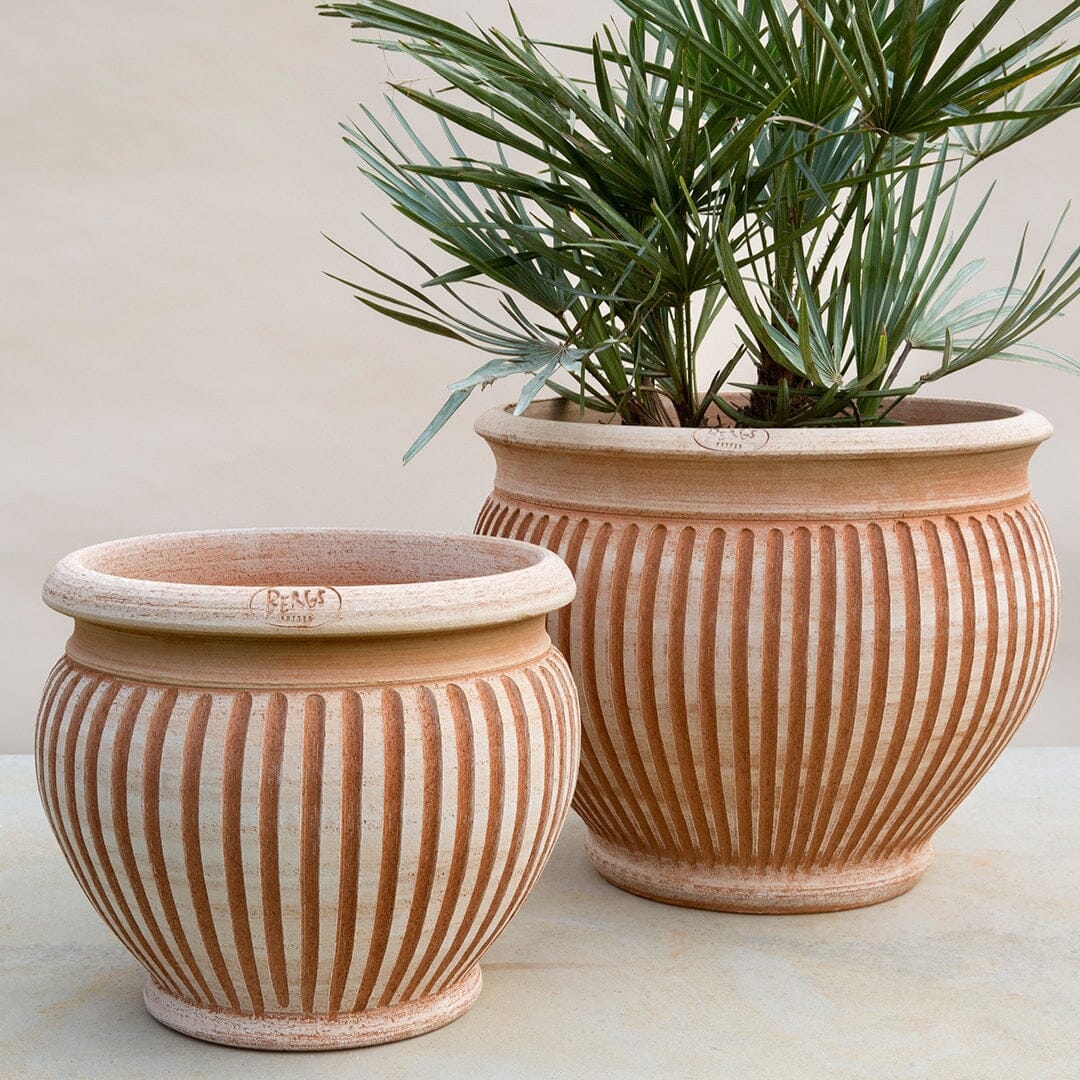 Piccolina Rosa Pots - Berg Brookfield Gardens
