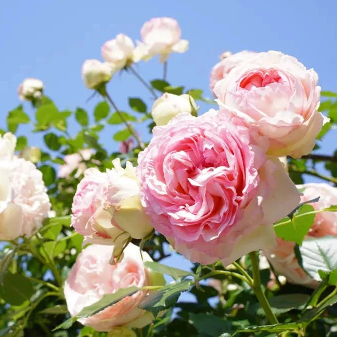 Pierre Du Ronsard Rose Bagged Roses - Bagged bagged
