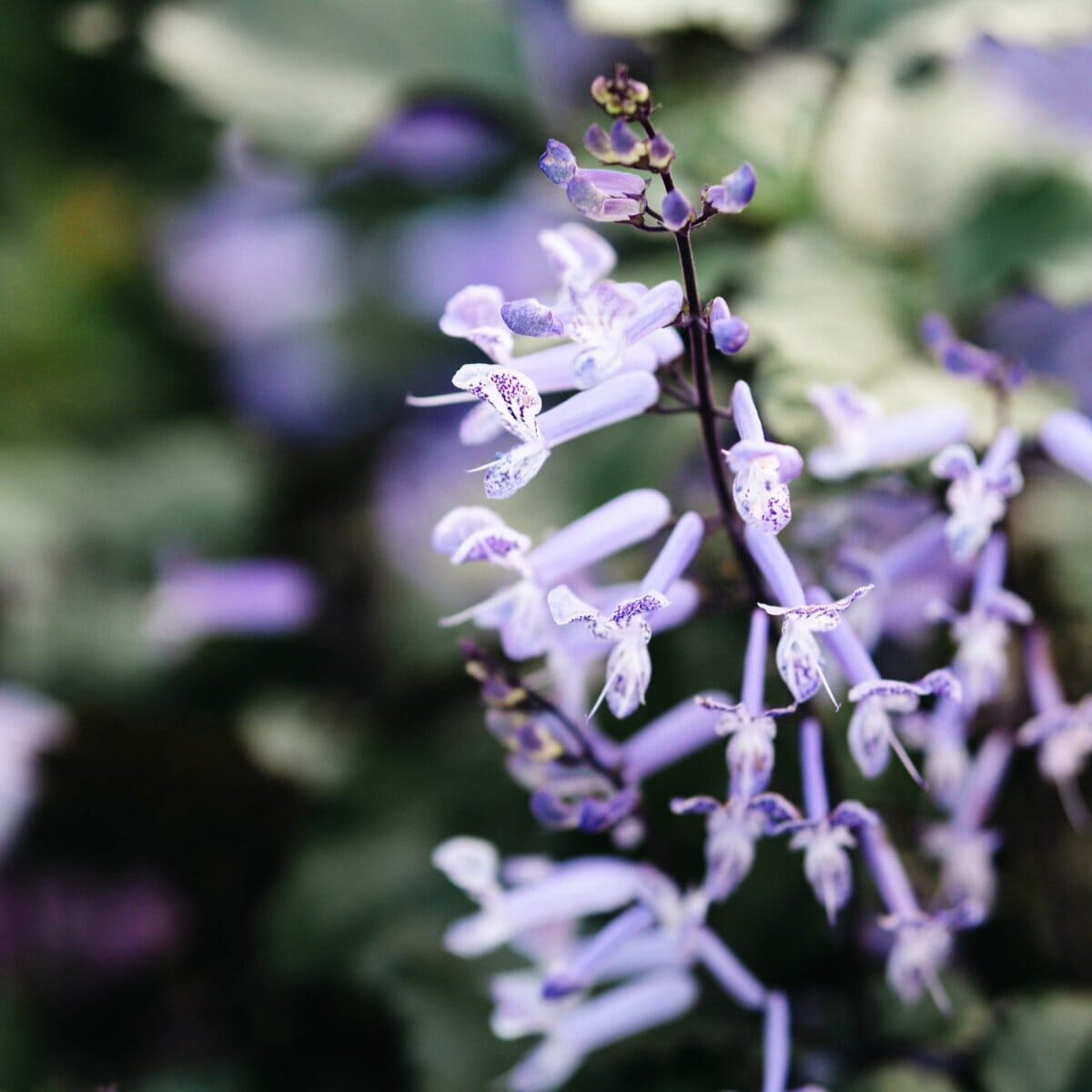 Plectranthus 'Mona Lavender' Brookfield Gardens