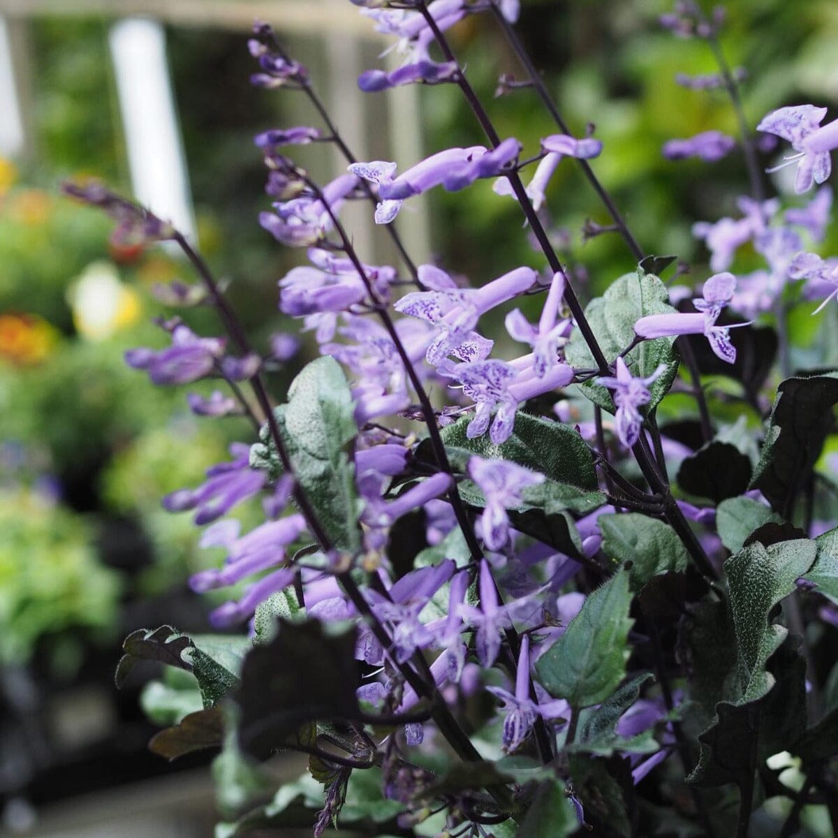 Plectranthus 'Mona Lavender' Brookfield Gardens