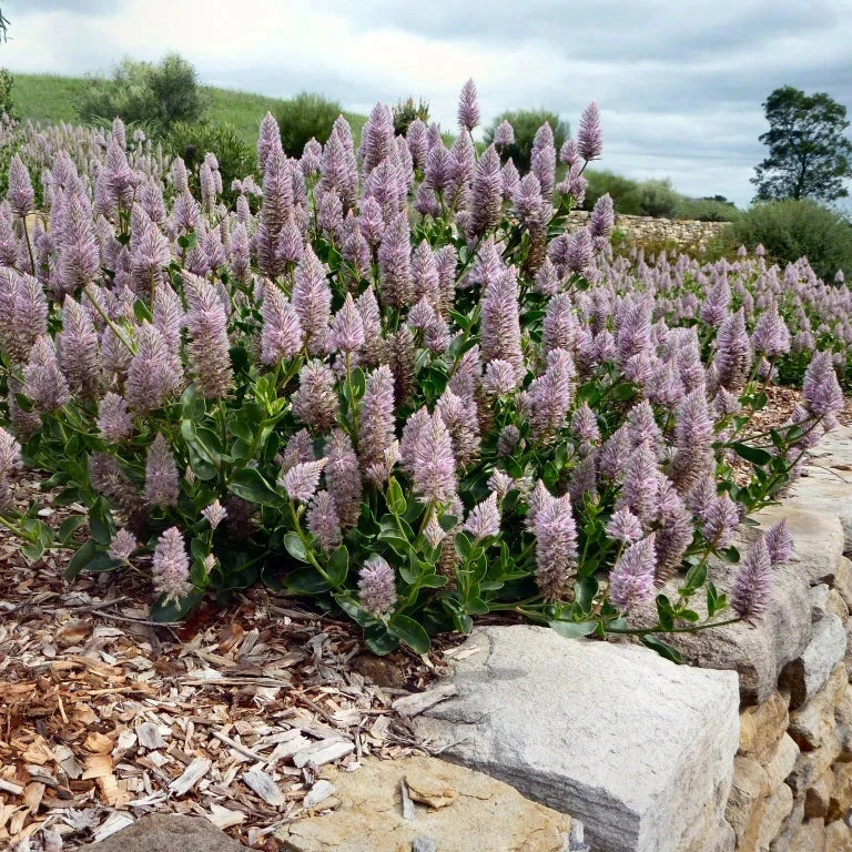 Ptilotus, Joey, Mulla Mulla Natives incl trees Brookfield Gardens