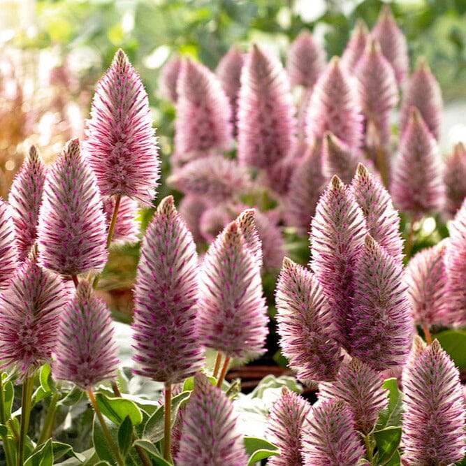Ptilotus, Joey, Mulla Mulla Natives incl trees Brookfield Gardens