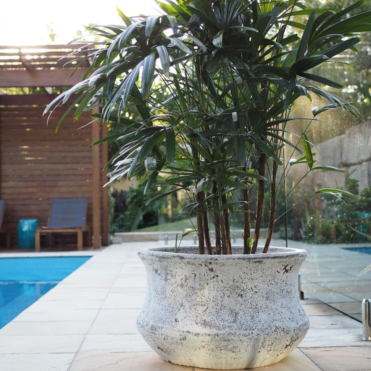 lady palm house plant Rhapis excelsa, Lady Palm