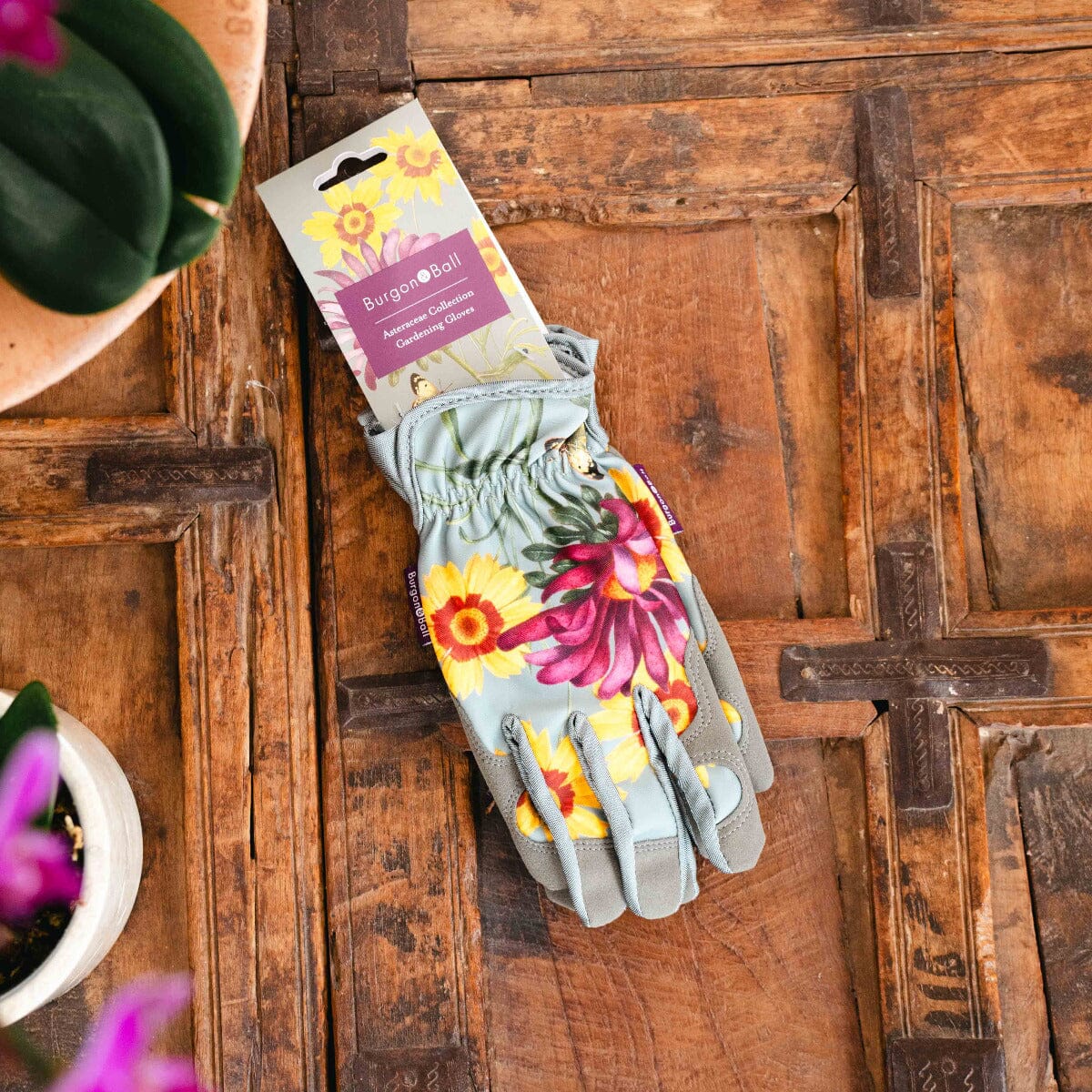 RHS Asteraceae Gloves Hard Ware Brookfield Gardens