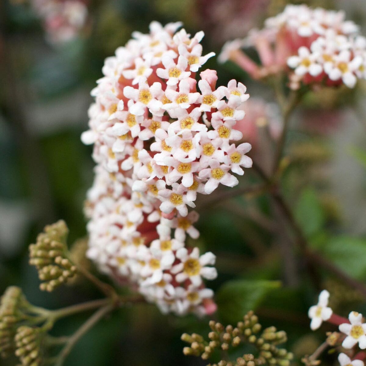 Rondeletia amoena Brookfield Gardens
