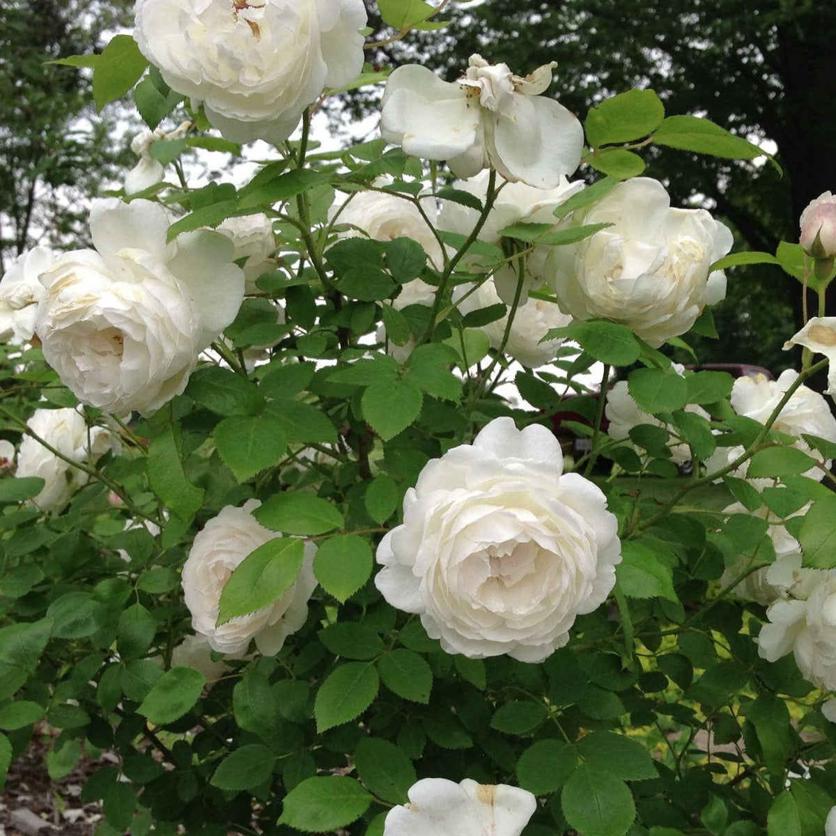 Rose 'Iceberg' Brookfield Gardens