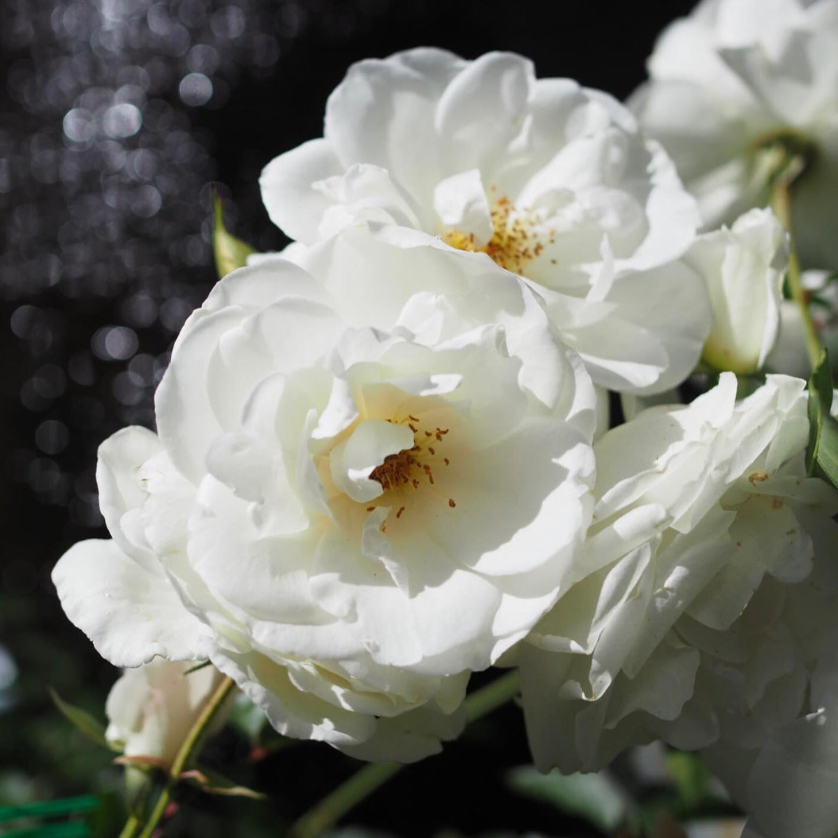 Rose 'Iceberg' Brookfield Gardens