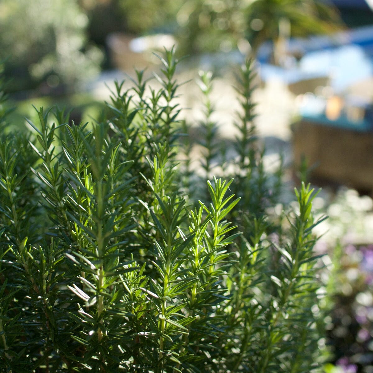 Rosemary Brookfield Gardens