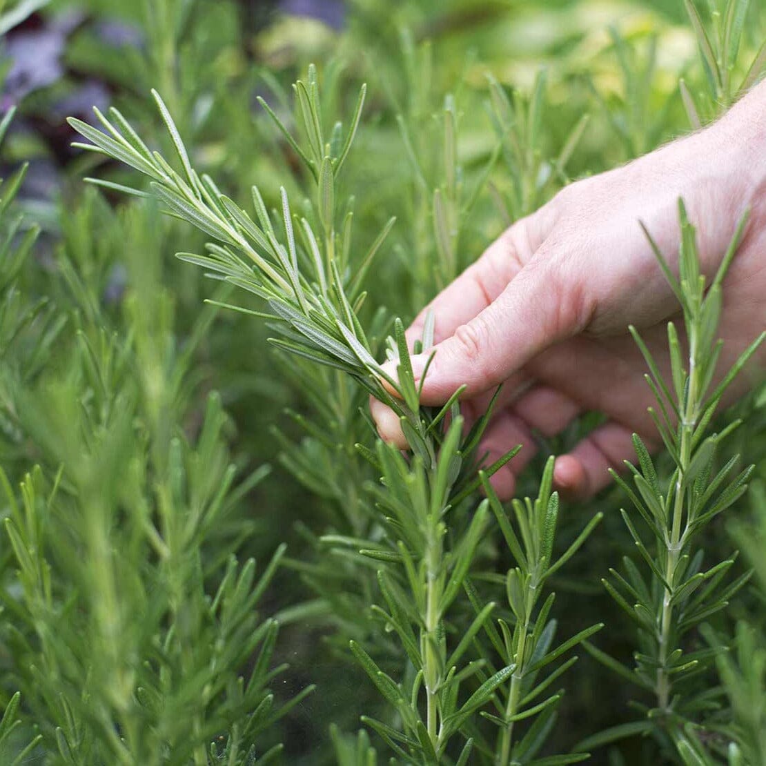 Rosemary Brookfield Gardens