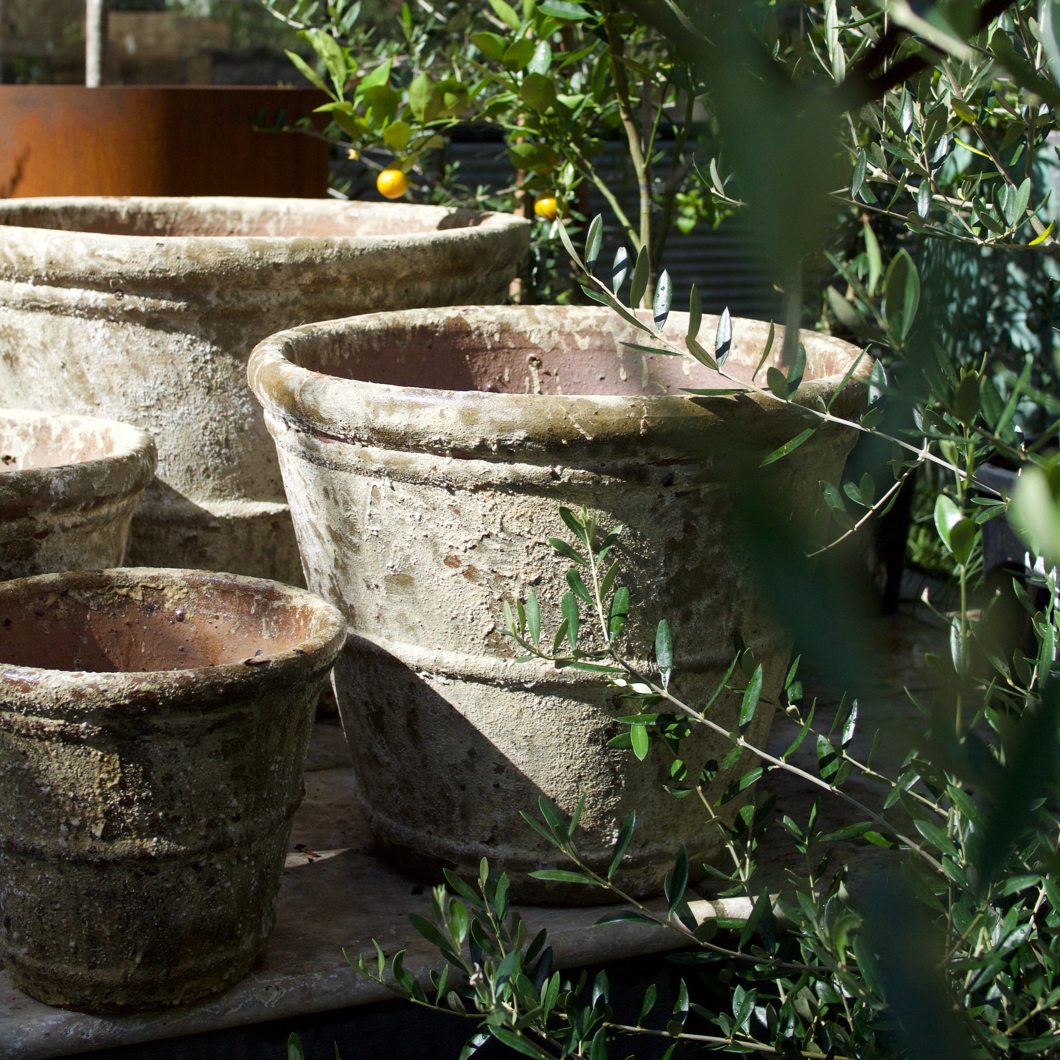 Rustica Roll Rim Pot Pots - Atlantis Brookfield Gardens