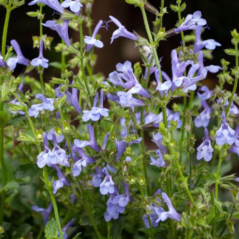 Salvia African Sky with pale mauve-blue and white flowers growing in a sunny garden border