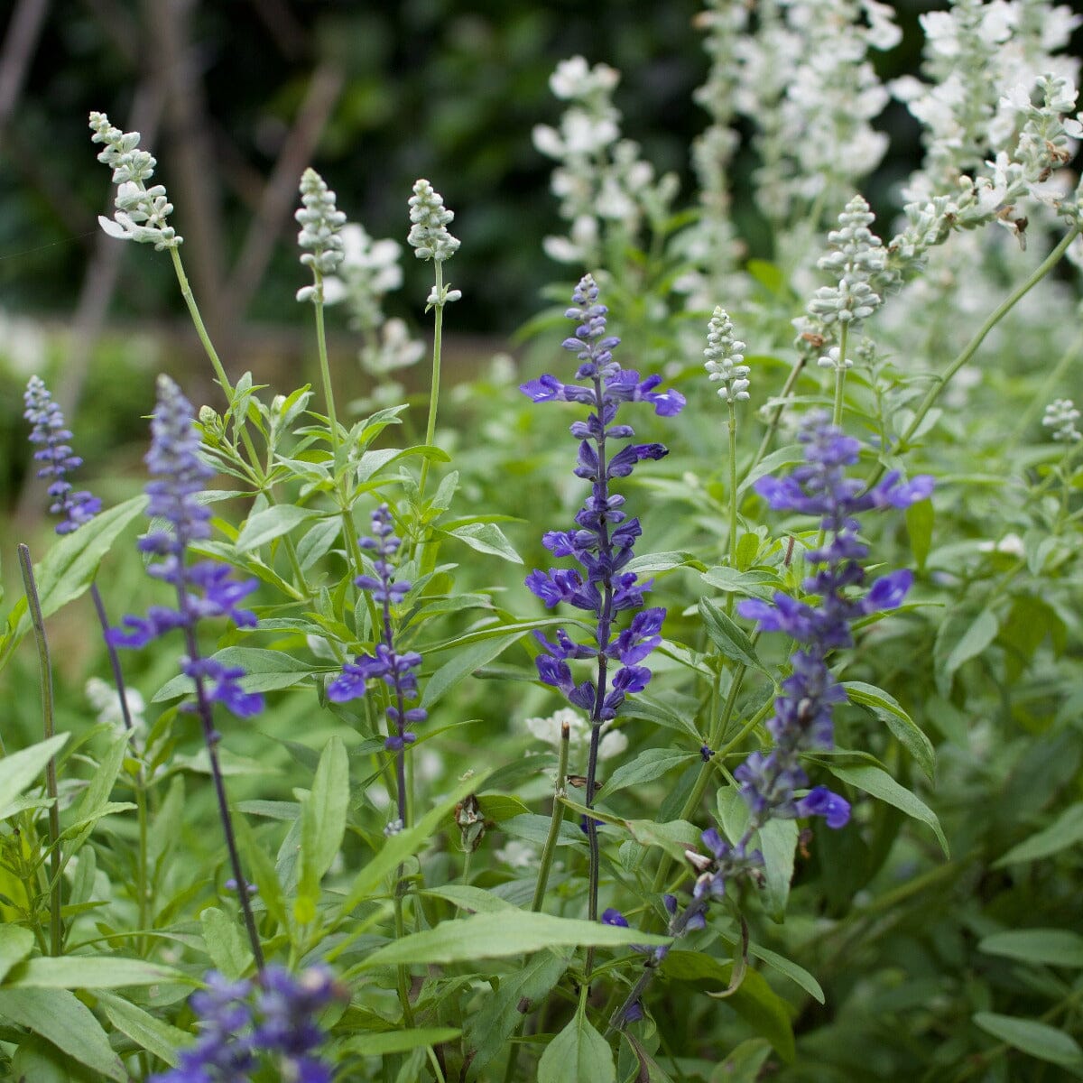 Salvia Brookfield Gardens