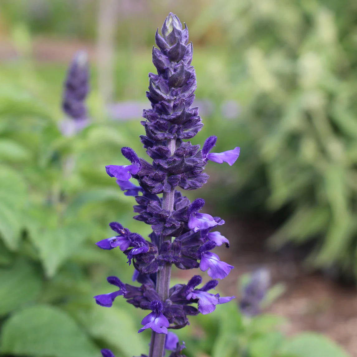 Salvia Brookfield Gardens