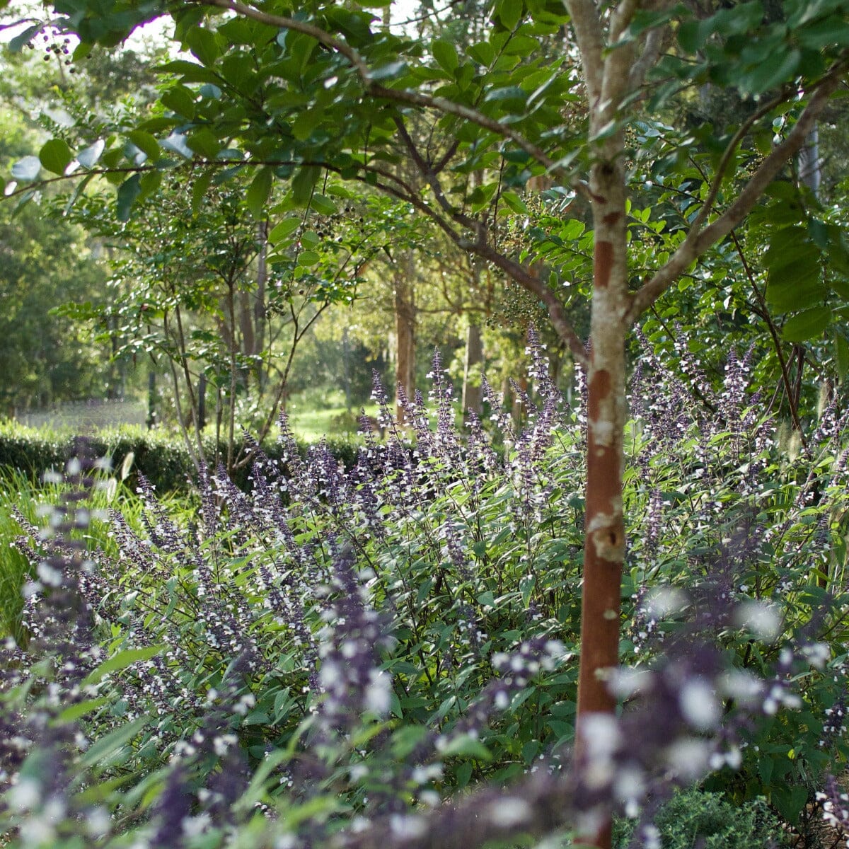 Salvia Brookfield Gardens