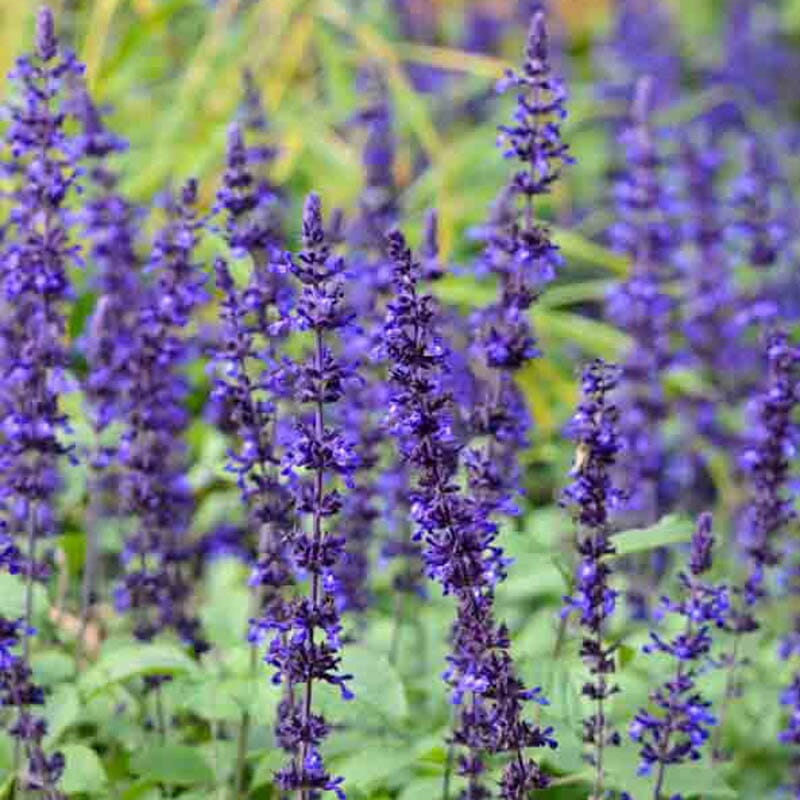 Salvia Brookfield Gardens