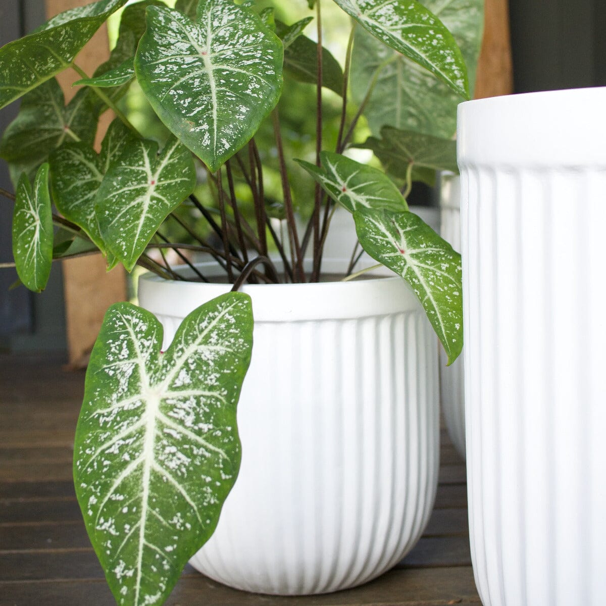 Sante Barrel Pot Black Pots - Light Weight Brookfield Gardens
