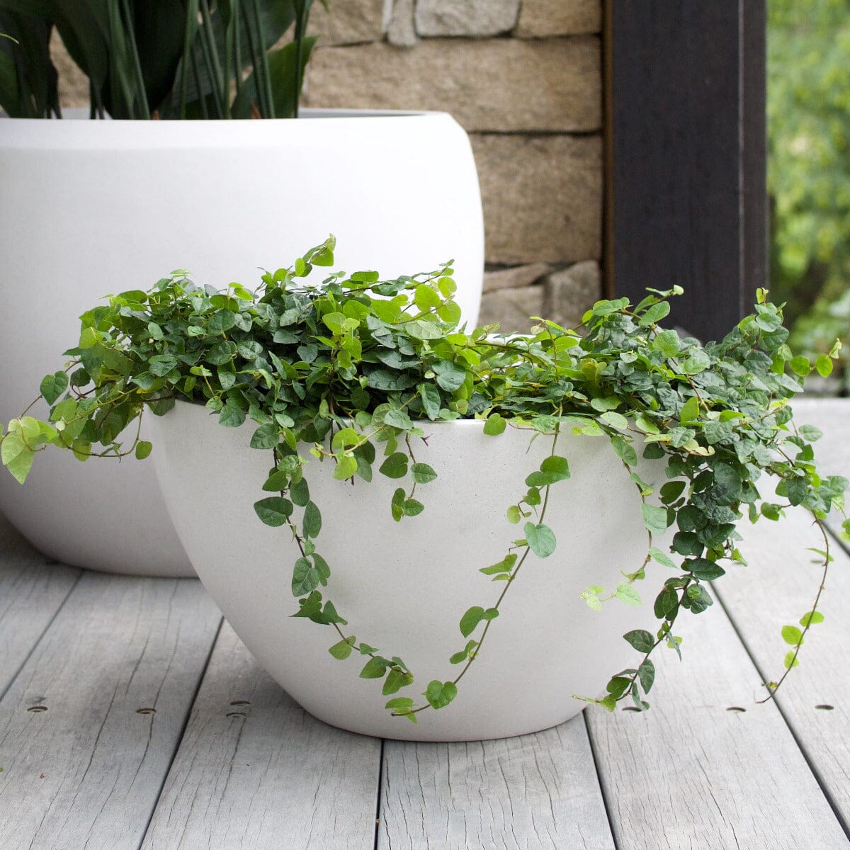 Sante Squat Egg Planter Pots - Light Weight Brookfield Gardens