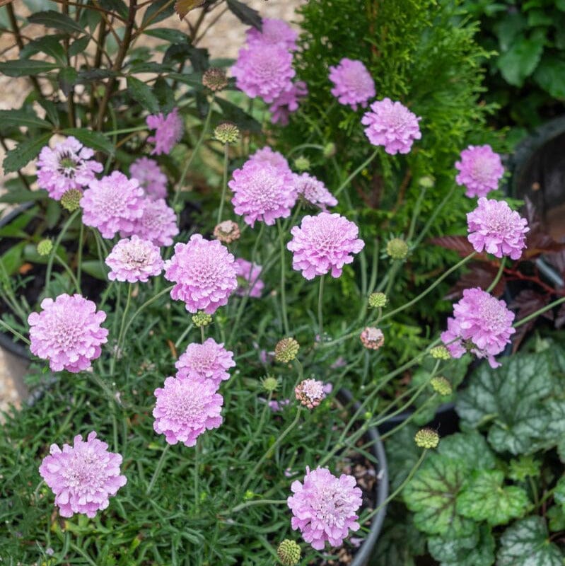 Scabiosa Grasses Brookfield Gardens