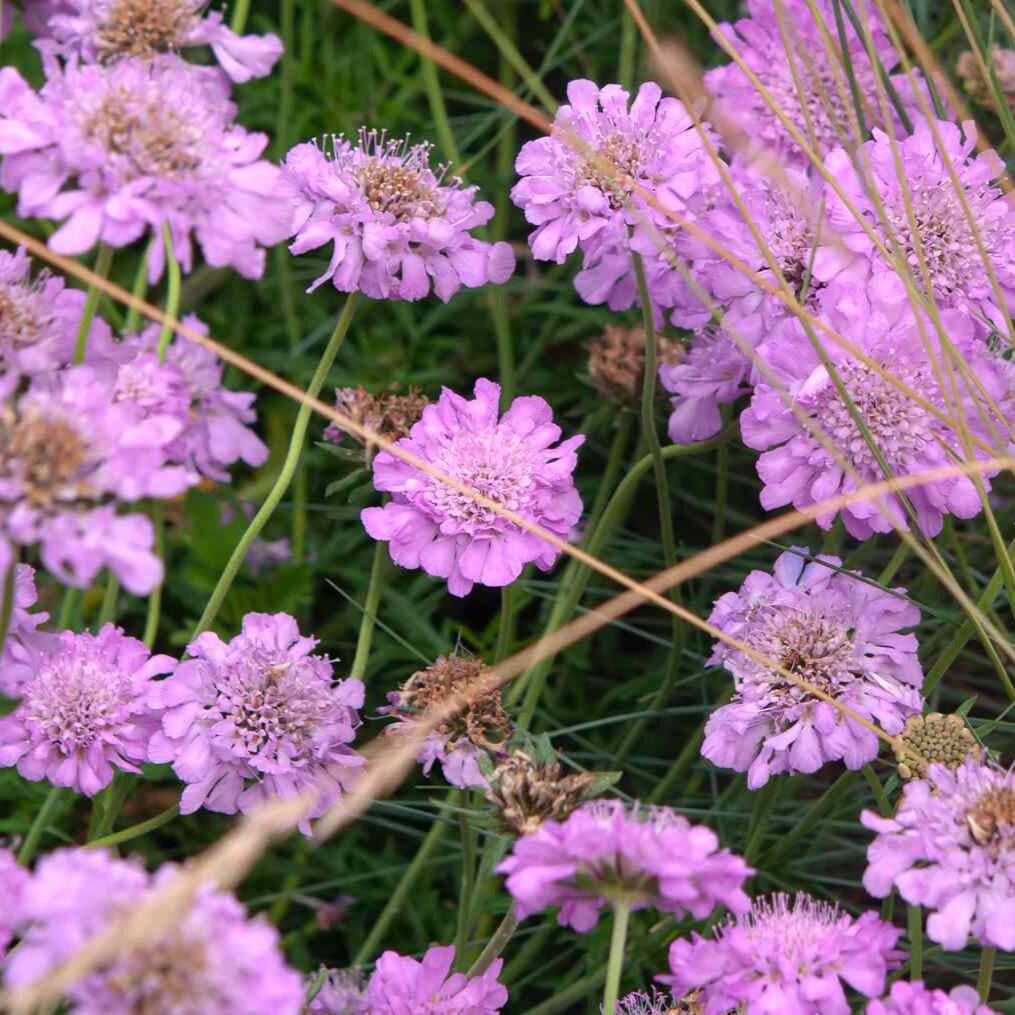 Scabiosa Grasses Brookfield Gardens