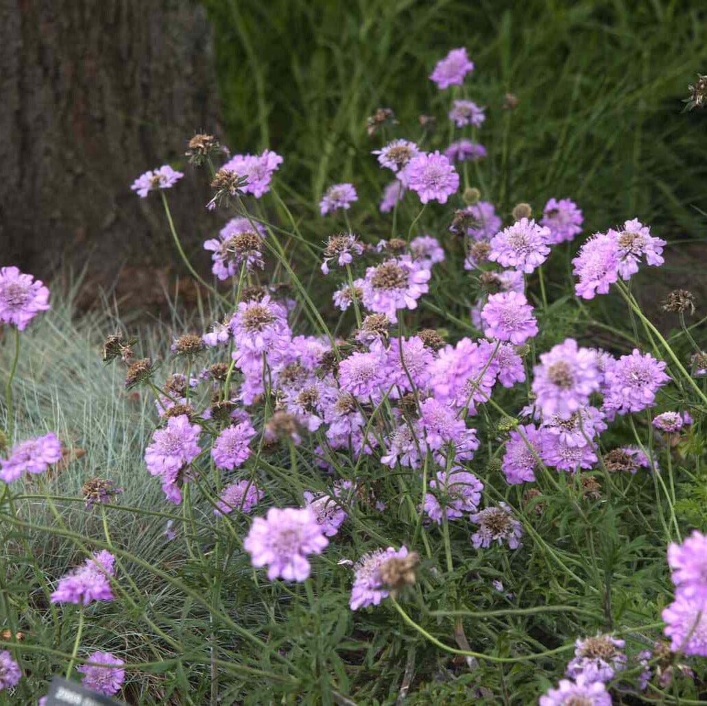 Scabiosa Grasses Brookfield Gardens