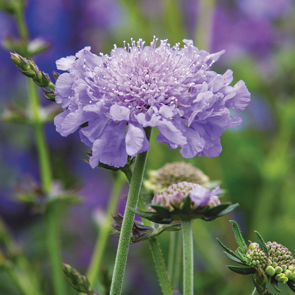Scabiosa Grasses Brookfield Gardens