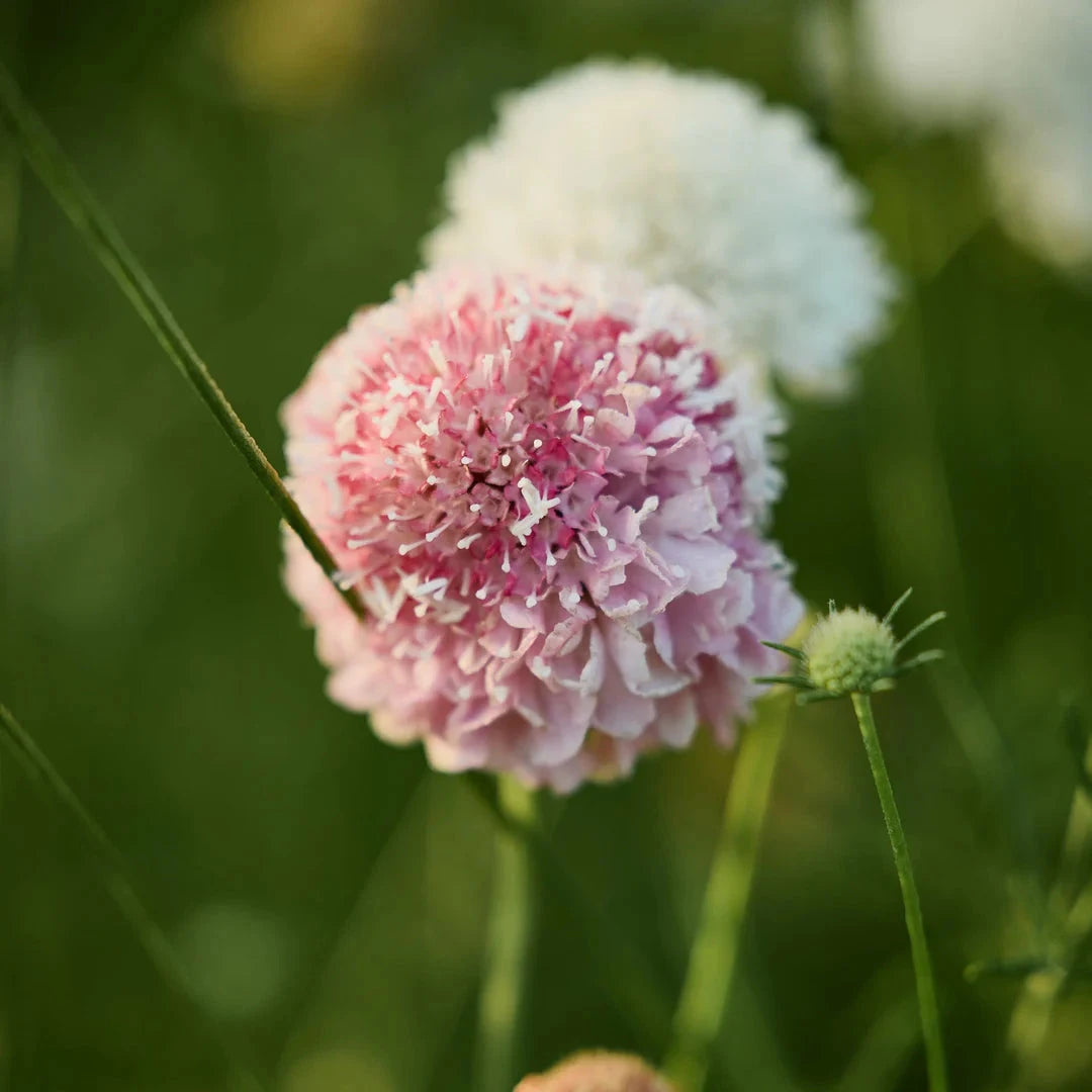 Scabiosa Grasses Brookfield Gardens