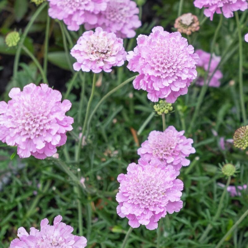 Scabiosa Grasses Brookfield Gardens