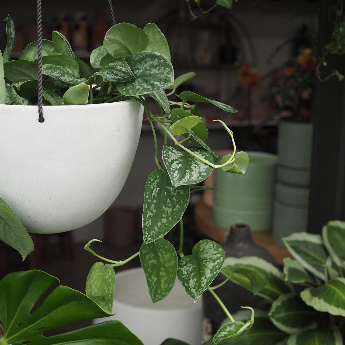 Scindapsus pictus, Satin Pothos Brookfield Gardens