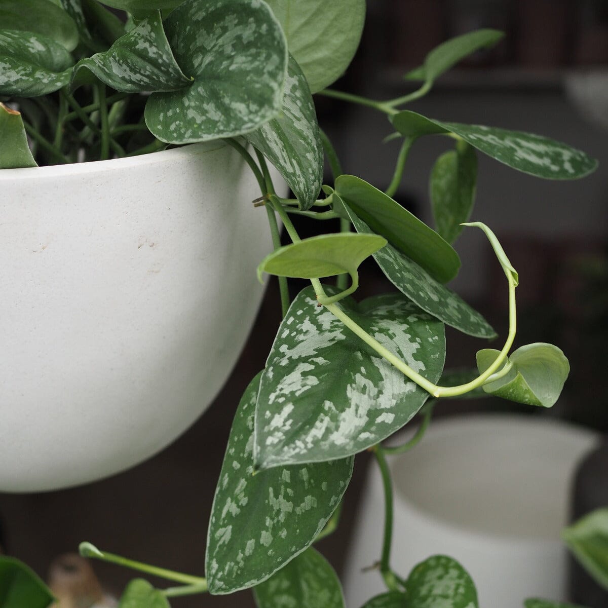 Scindapsus pictus, Satin Pothos Brookfield Gardens