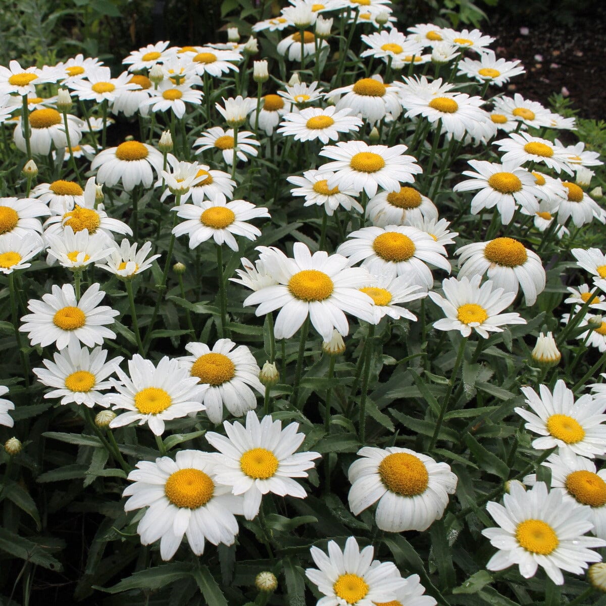 Shasta Daisy Brookfield Gardens