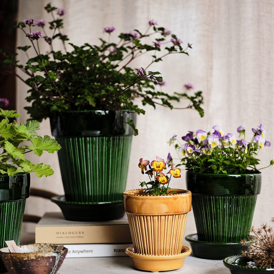 Simona Green inc Saucer Pots - Berg Berg