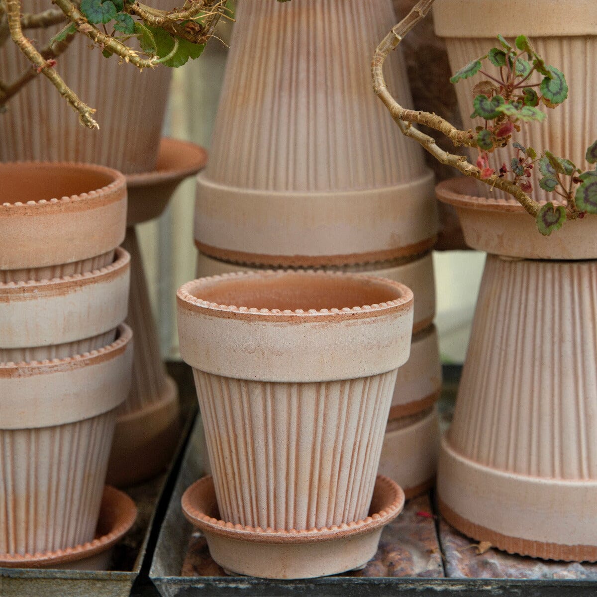 Simona Rosa inc Saucer Pots - Berg Berg