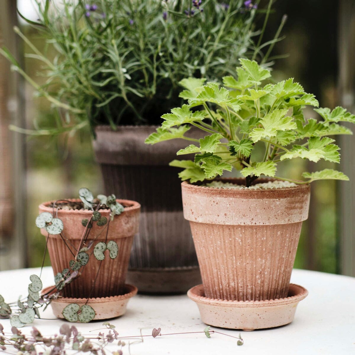 Simona Rosa inc Saucer Pots - Berg Berg