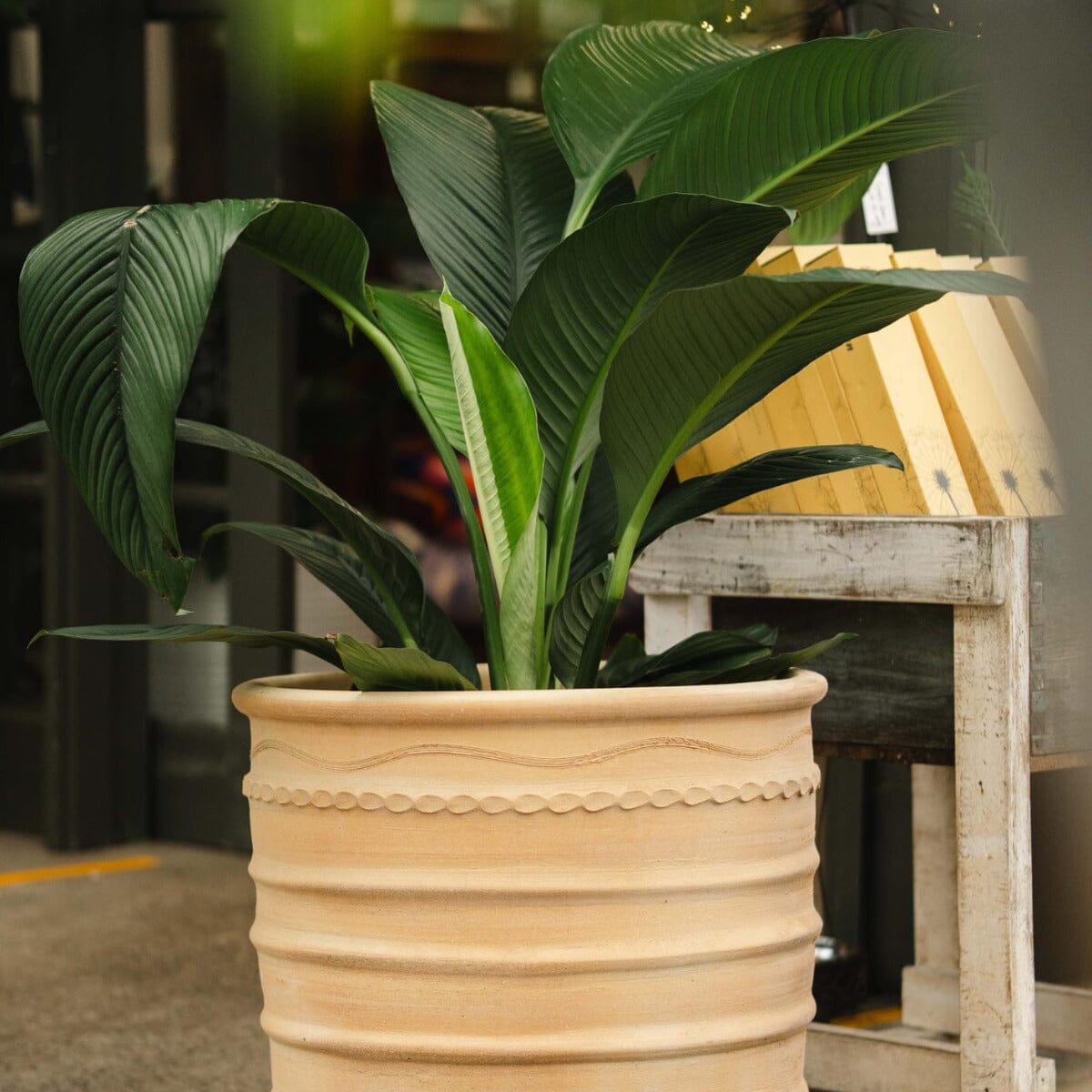 sensation plant indoor Spathiphyllum Sensation